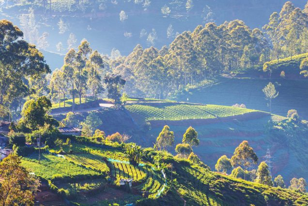 Ooty 3/4 Days Tour Package