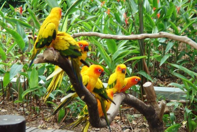 Munnar, Kumarakom, Alleppey, Cochin 5 Day Tour Package(COK026)