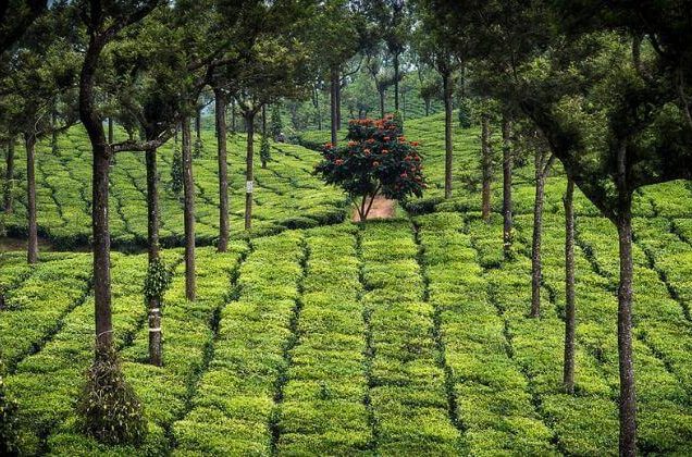 Kerala Luxurious Honeymoon 5 Days Tour Package